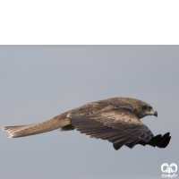 گونه کورکور سیاه Black Kite